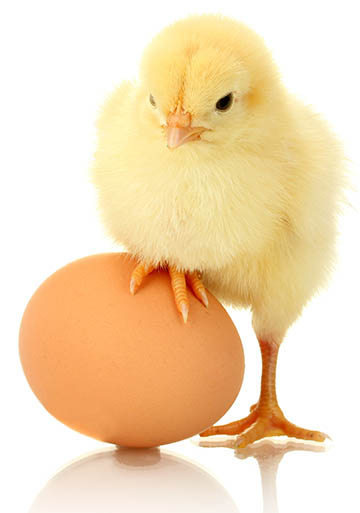 Website Design - The Chicken or the Egg Problem with SEO