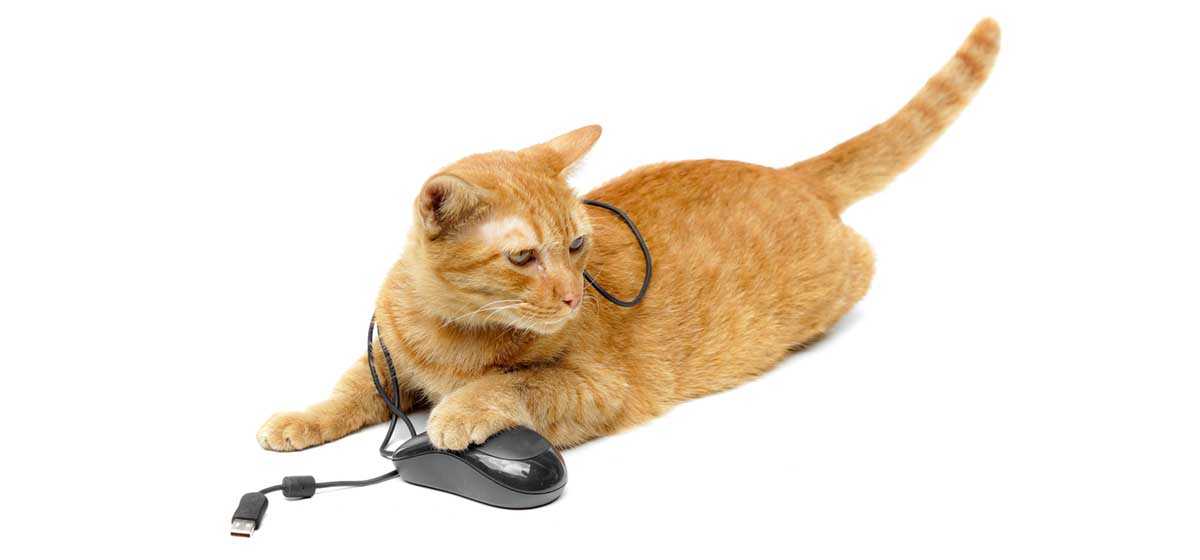 Long Tail Cat with Mouse