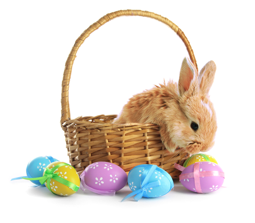 Web Designer Easter Bunny